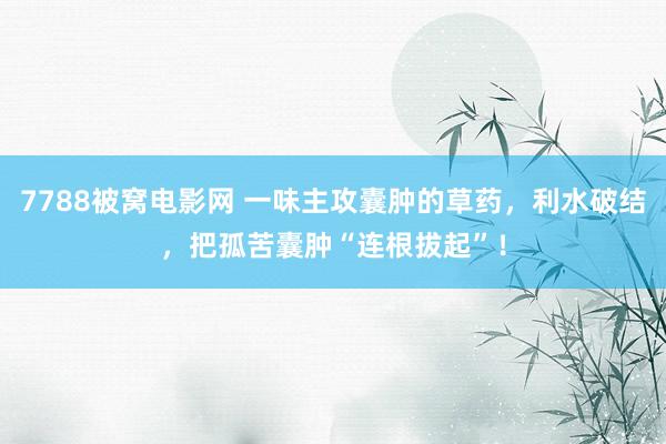 7788被窝电影网 一味主攻囊肿的草药，利水破结，把孤苦囊肿“连根拔起”！